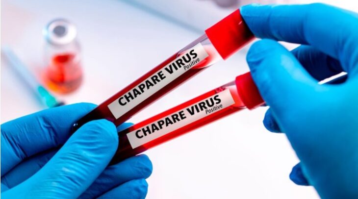 Alertan sobre la propagación del virus Chapare: su naturaleza es similar al ébola y al SARS-CoV-2