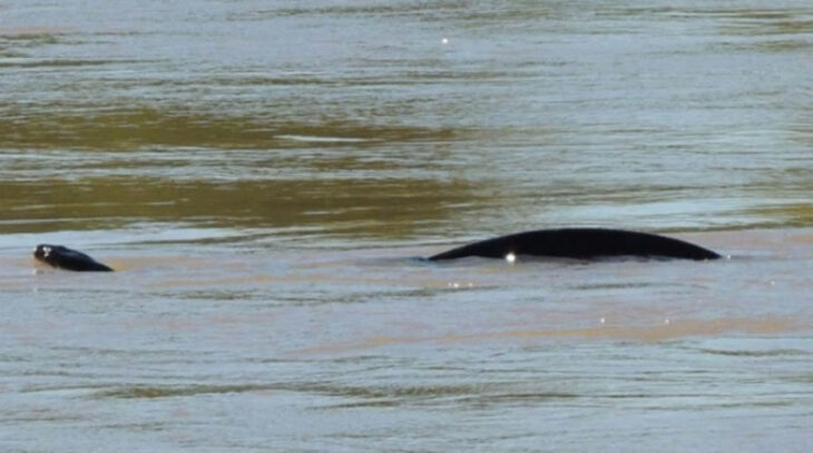 Pánico: Apareció una anaconda frente a las costas del río Uruguay