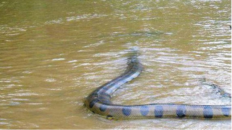 Apareció una anaconda frente a las costas en el río Uruguay