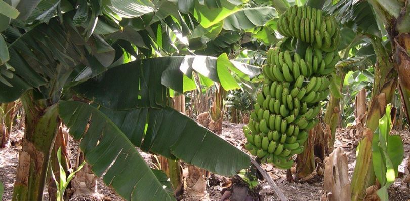 produccion de bananas en Misiones
