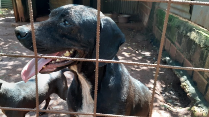 El maltrato y abandono de animales sigue siendo una problemática alarmante en Posadas