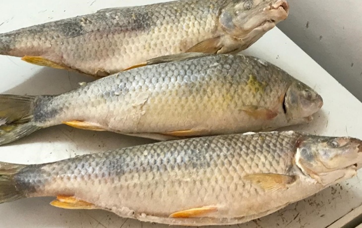 Pese a la cercanía de la Semana Santa, la venta de pescados continúa baja Pese a la cercanía de la Semana Santa, la venta de pescados continúa baja