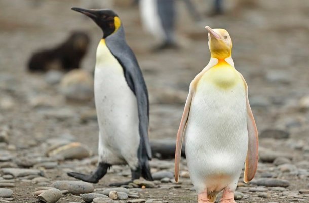 Un fotógrafo logró capturar por primera vez un pingüino amarillo