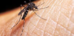19 casos de Dengue en Misiones