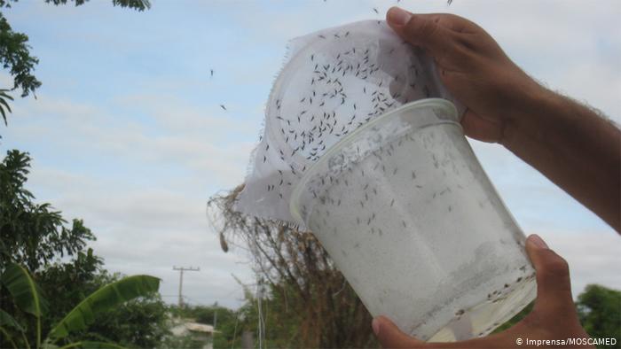 Brasil planta de mosquitos