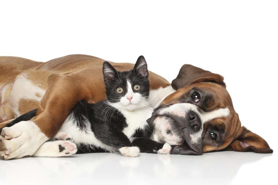 día del animal