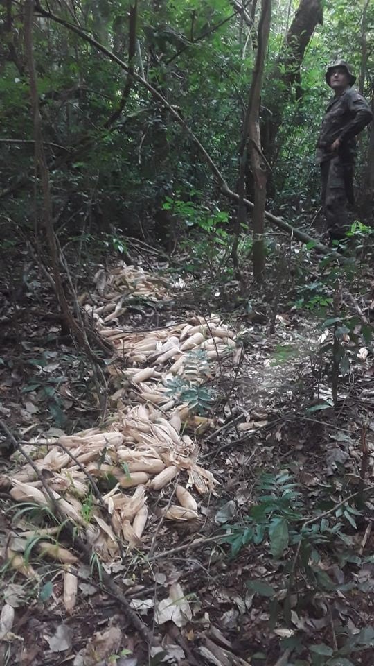 172606253_3673332399462112_3730398518702443954_n Esperaba en una trampa para animales del monte nativo, pero fue sorprendido por Guardaparques y terminó preso