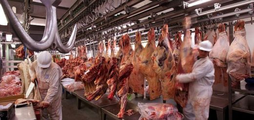 La media res de carne no podrá ser comercializada