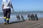 Doce pingüinos fueron devueltos al mar