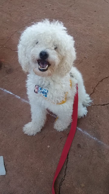 día del animal
