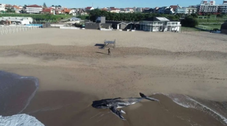 Mar del Plata: Encontraron una ballena jorobada muerta en la playa
