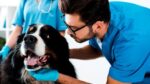 consejo de veterinarios