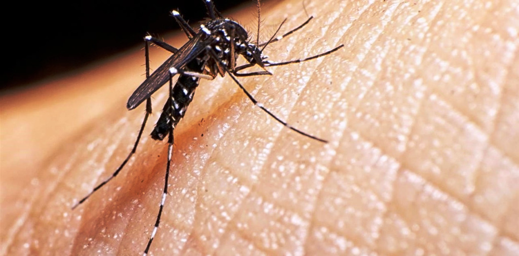 Casos de dengue en Misiones