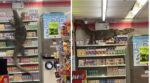 agarto gigante se metió en un supermercado