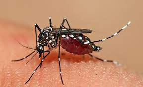 Dengue, prevención