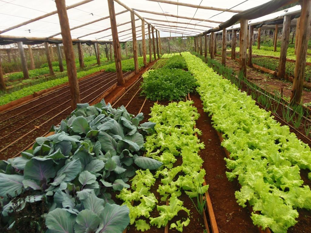 Agricultura Sustentable