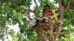 Un joven vivió durante 11 días en un árbol para no contagiar a su familia de coronavirus