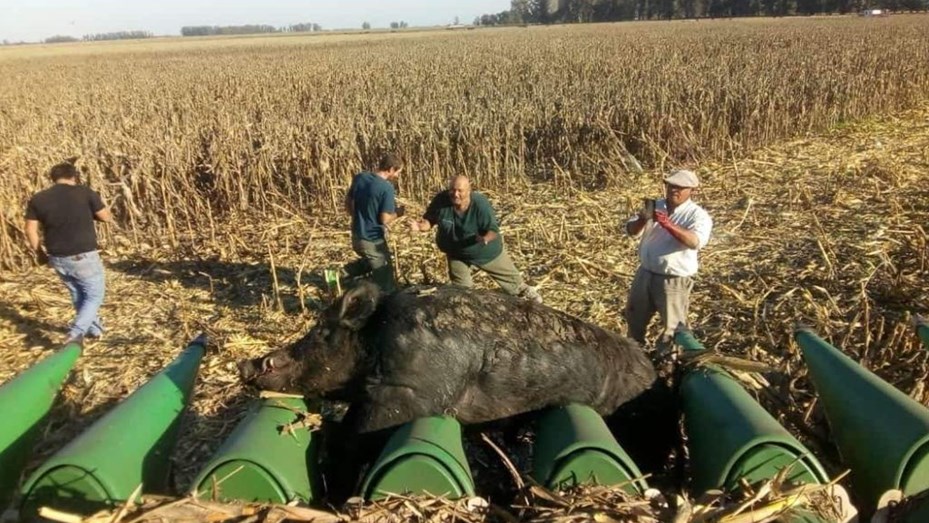 se encontraron con un enorme jabalí de 270 kilos