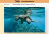 Día Mundial de las Tortugas Marinas