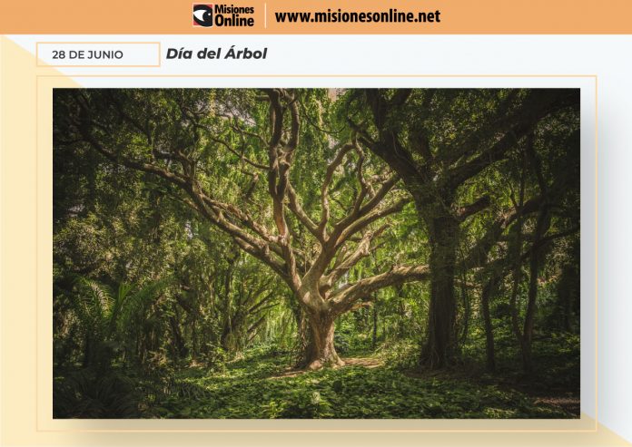 28-de-junio-día-del-árbol árbol