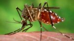 casos de infectados con dengue y coronavirus