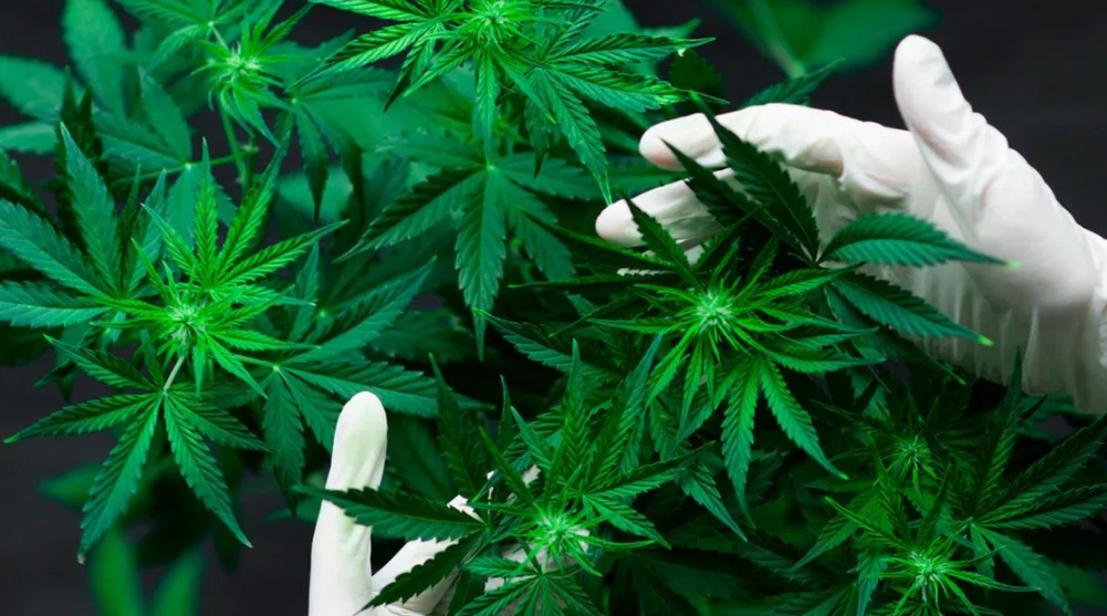 La Cámara de Diputados convirtió en ley el marco regulatorio para cannabis medicinal y cáñamo industrial