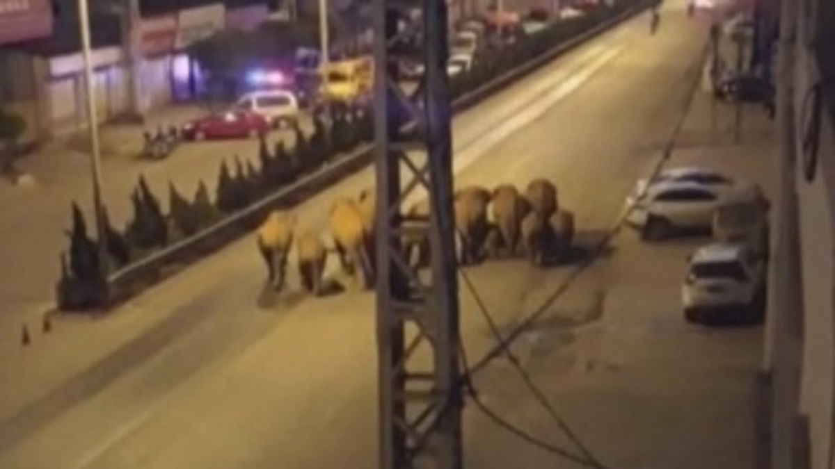 Marcha de elefantes
