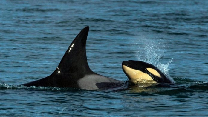orcas en Rio Negro