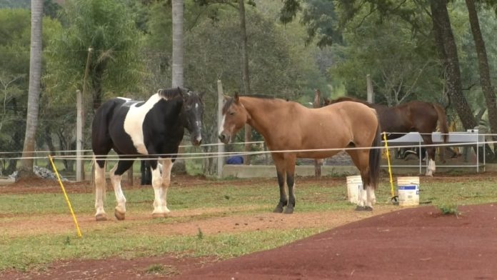 Caballos