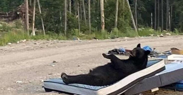 La foto de un oso tomando sol sobre un colchón recorrió el mundo