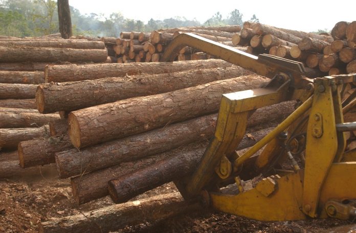 laboratorio de la madera