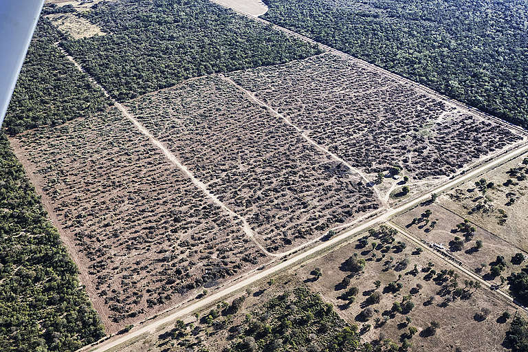 Greenpeace detect 10 mil hect reas de desmontes ilegales en Chaco