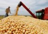 España y Portugal abrieron sus mercados al maíz argentino
