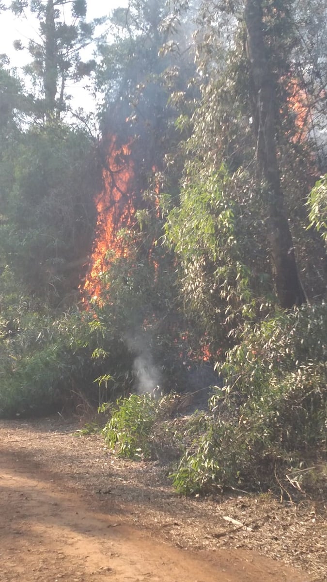 incendio en el parque provincial Las Araucarias
