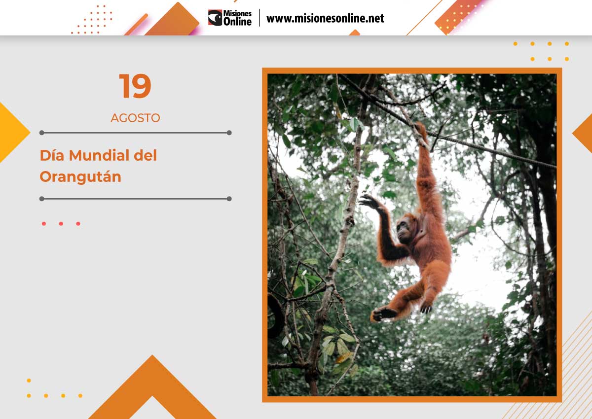Día Mundial del Orangután