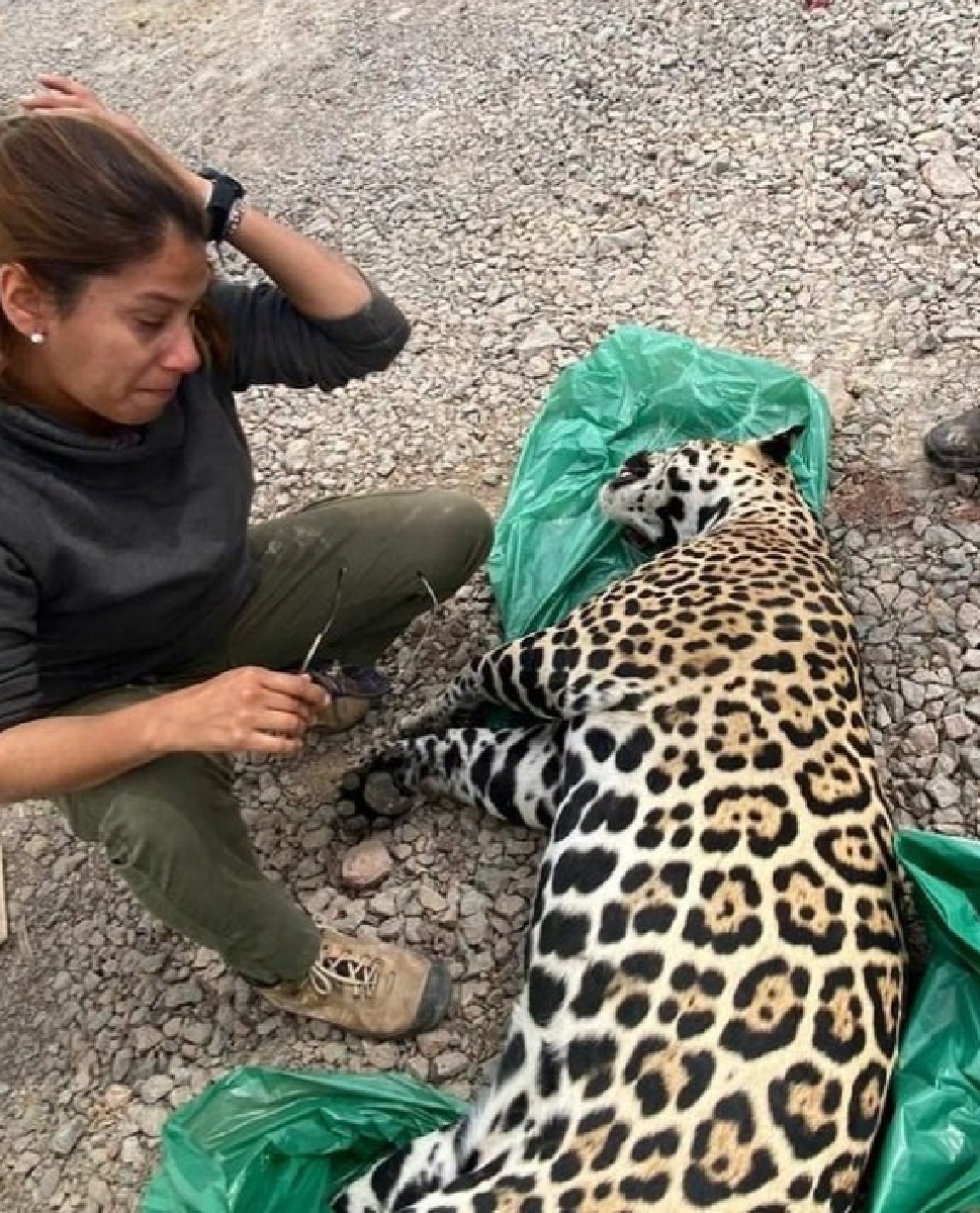  yaguareté muerto al costado de la ruta en Paraguay