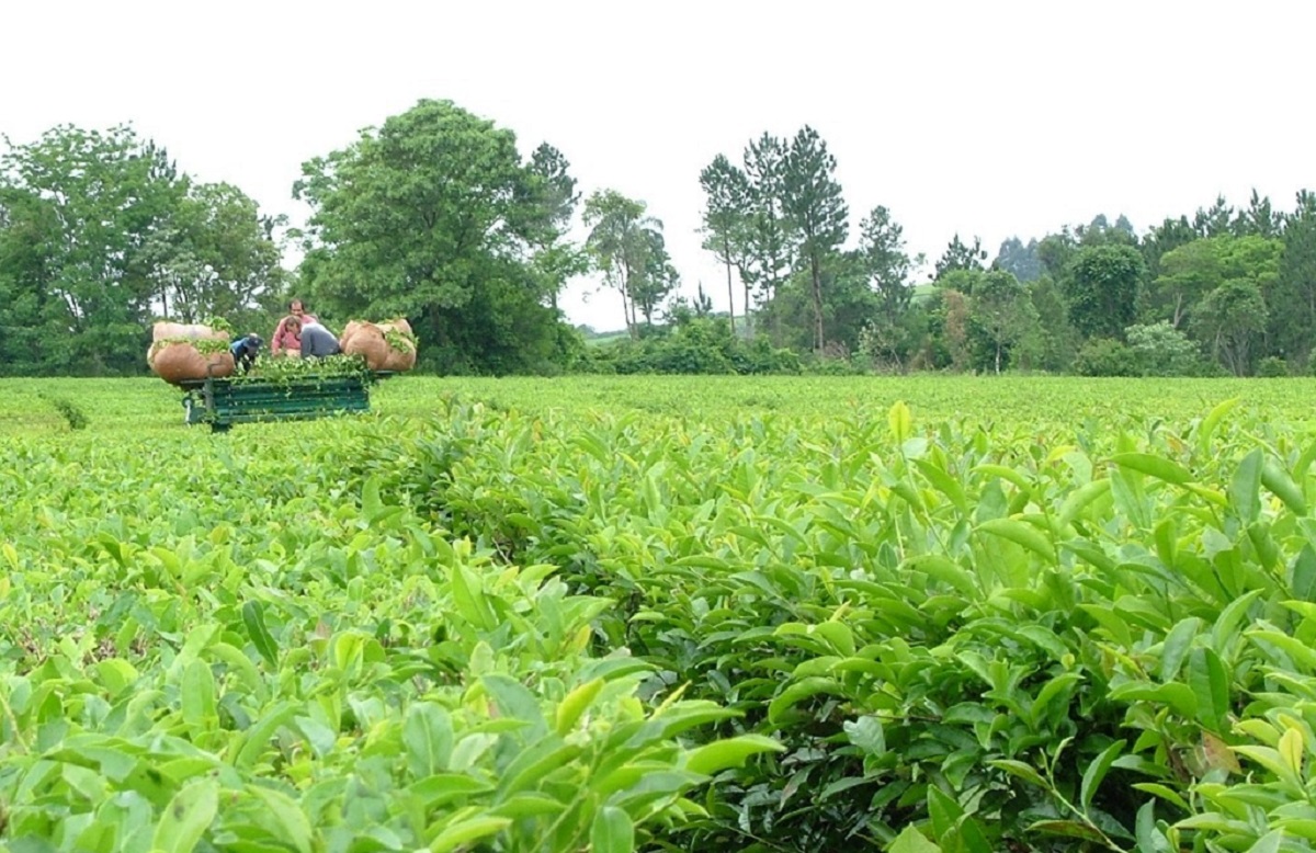 negociaciones para acordar el valor del té en Misiones