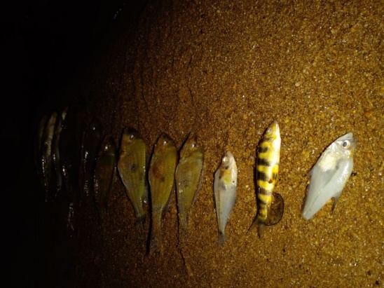 WhatsApp Image 2021-08-18 at 07.39.11 Posadas | Aparecieron muchos peces muertos en la playa de El Brete