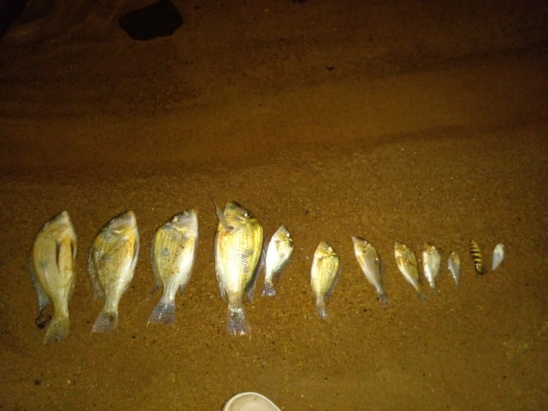 WhatsApp Image 2021-08-18 at 07.39.12 (1) Posadas | Aparecieron muchos peces muertos en la playa de El Brete