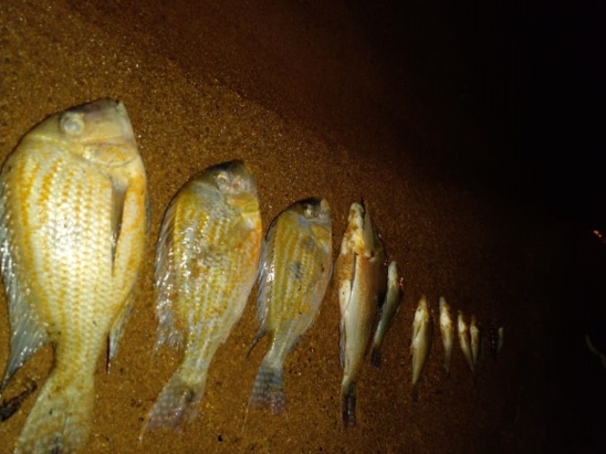 WhatsApp Image 2021-08-18 at 07.39.12 Posadas | Aparecieron muchos peces muertos en la playa de El Brete