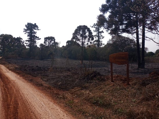 hectáreas afectadas por los incendios