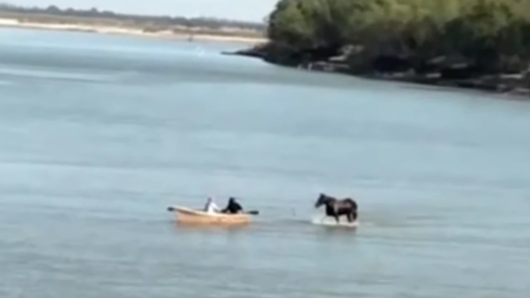 caballo caminando por el rio