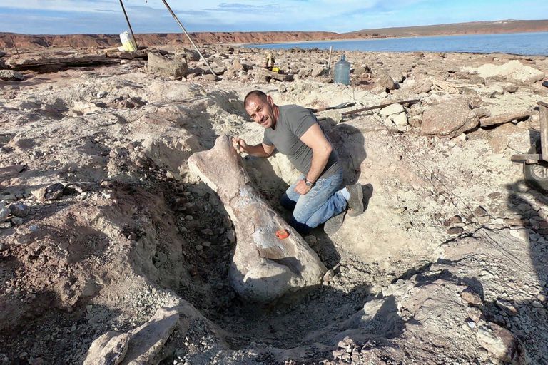 Encontraron restos de un dinosaurio gigante