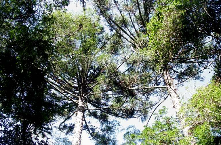 Arauco suma más de 8 mil hectáreas, con su Reserva "Valle de la Alegría" en San Pedro, al sistema de áreas naturales protegidas de Misiones