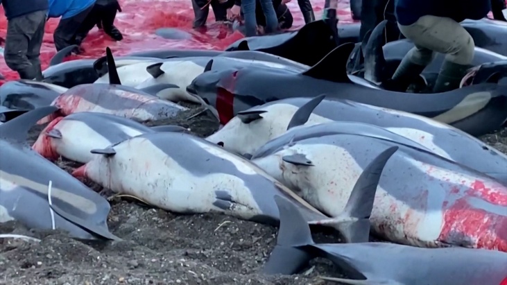 matanza récord de más de 1.400 delfines