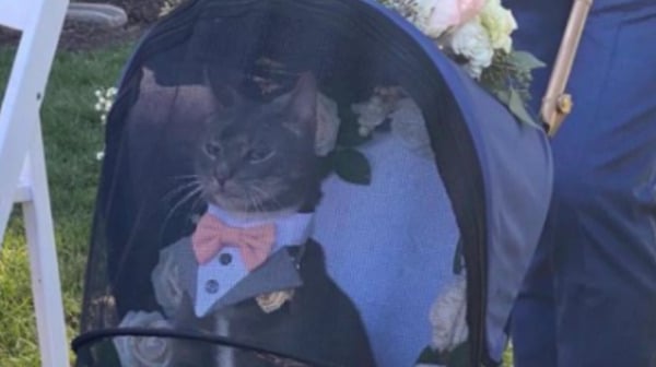 gato fue padrino de una boda
