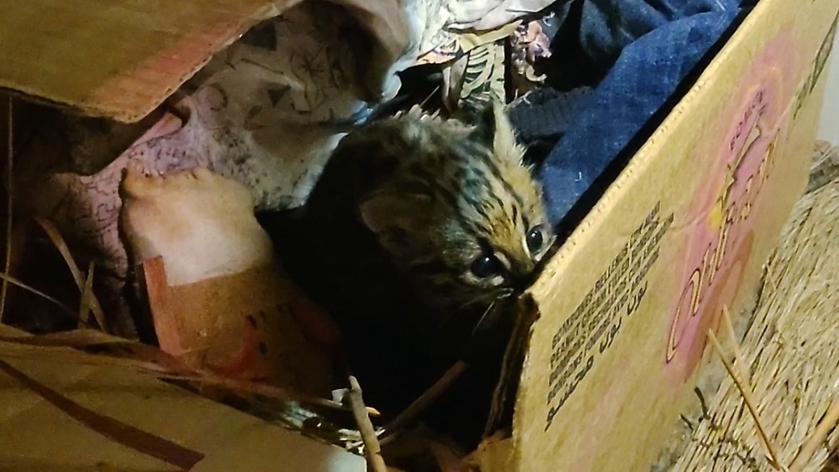 Puma rescatado