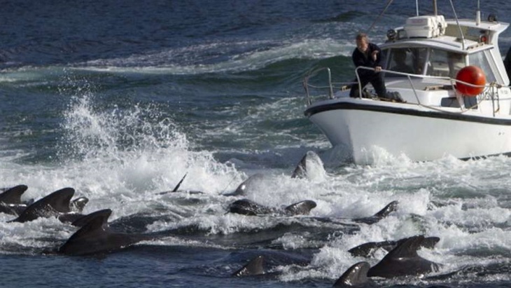 matanza récord de más de 1.400 delfines