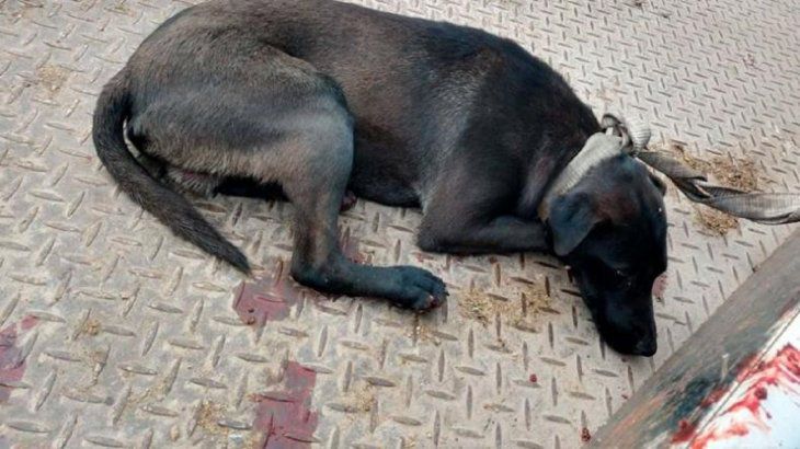 Córdoba: detuvieron a un hombre que llevaba un perro a la rastra por la autopista