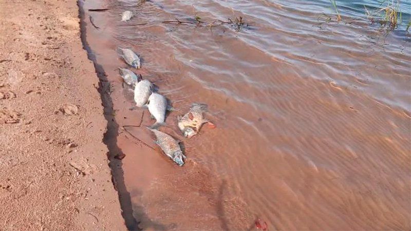 peces muertos a la orilla del el río Paraná